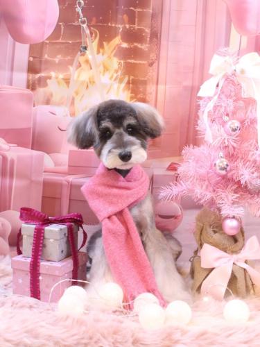 20241224ルナちゃん